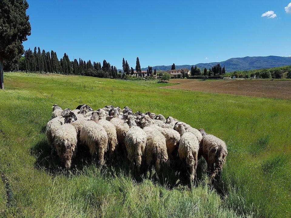 Agriturismo Fattoria Rozzalupi Черрето-Гвиди Экстерьер фото